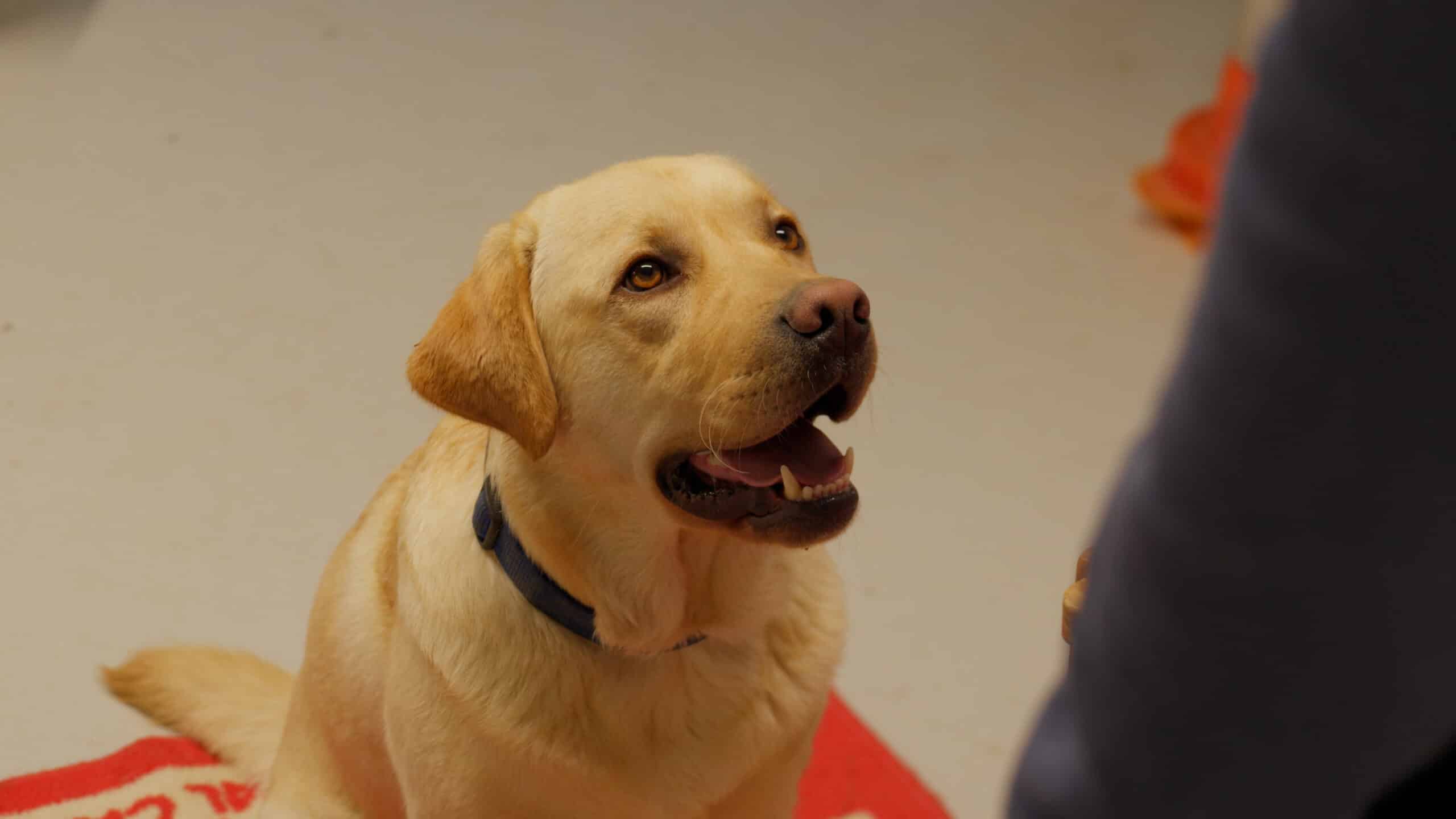 Handi Chiens - Cas client témoignage Digiforma