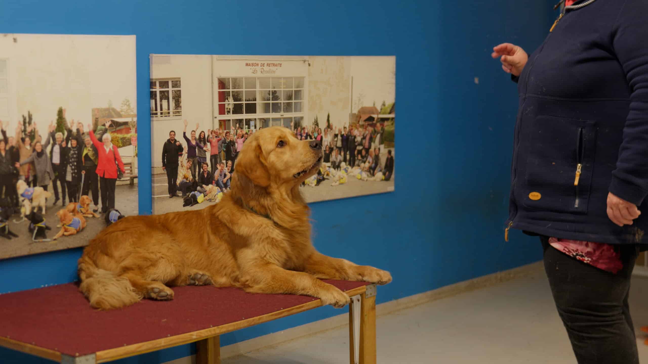 Handi Chiens - Cas client témoignage Digiforma