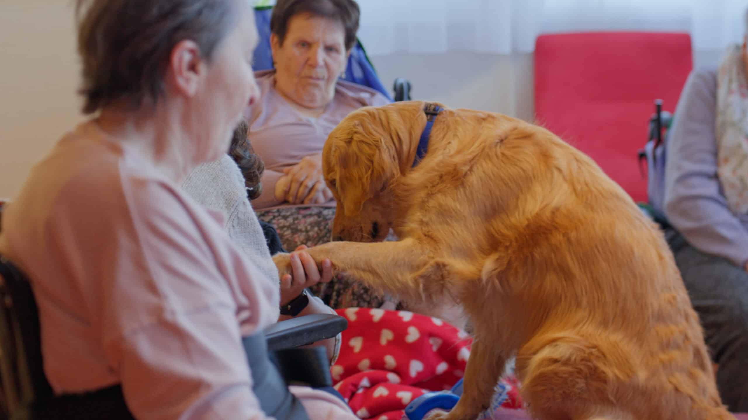 Handi Chiens - Cas client témoignage Digiforma