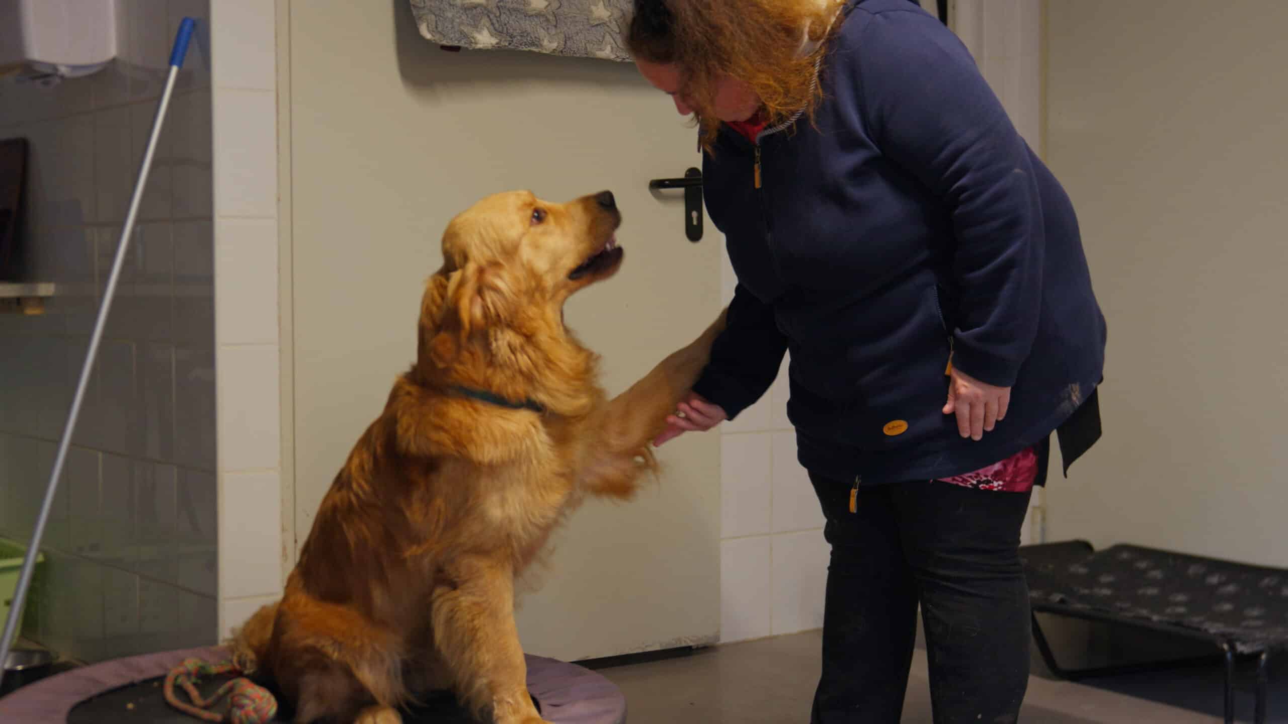 Handi Chiens - Cas client témoignage Digiforma