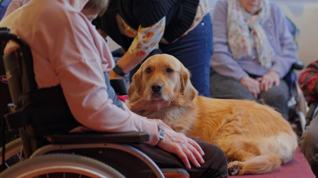 Handi Chiens - Cas client témoignage Digiforma