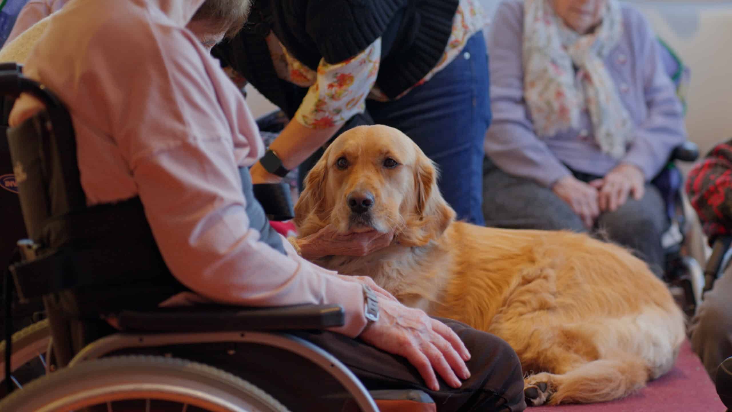 Handi Chiens - Cas client témoignage Digiforma